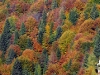 Autunno alberi colori